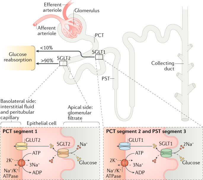 Sglt2 Inhibitors Mechanisms Of Cardiovascular Benefit Beyond Glycaemic Control Nature Reviews Cardiology