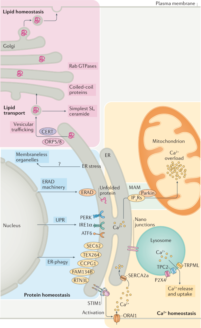 Endoplasmic Reticulum Stress And Unfolded Protein Response In Cardiovascular Diseases Nature Reviews Cardiology