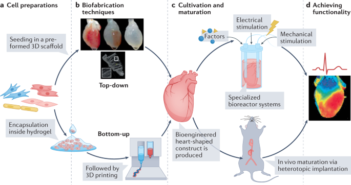 Innovative approach brings cell-reprogramming therapy for heart failure  closer to reality