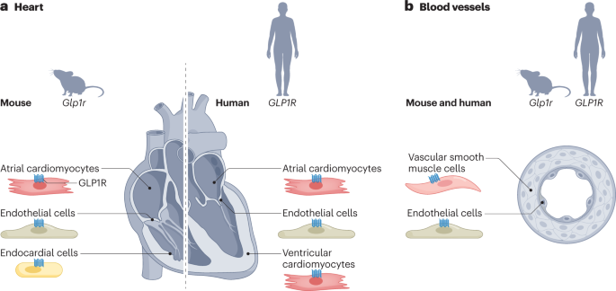 glp 1 agonist heart disease Glucagon-like peptide 1 receptor agonists: cardiovascular benefits and  mechanisms of action