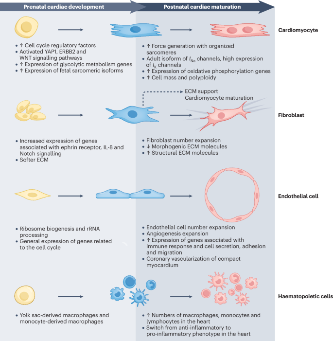 Transcriptional regulation in heart development, disease and ...