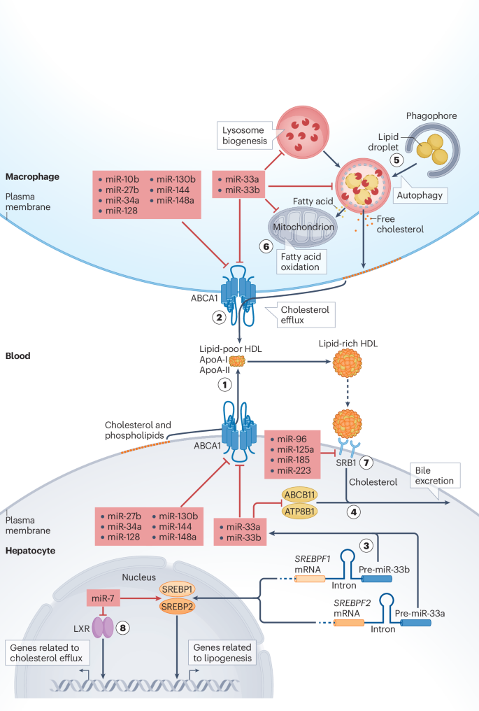 Non-coding RNAs in lipid metabolism and their roles in atherosclerosis ...