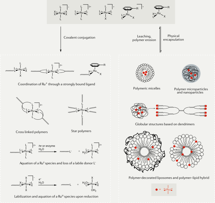 Polymer Encapsulation Of Ruthenium Complexes For Biological And Medicinal Applications Nature Reviews Chemistry