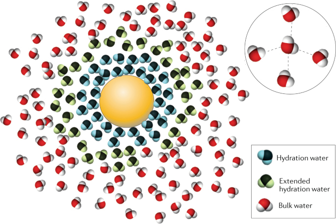 The Synergic Effect Of Water And Biomolecules In Intracellular Phase Separation Nature Reviews Chemistry
