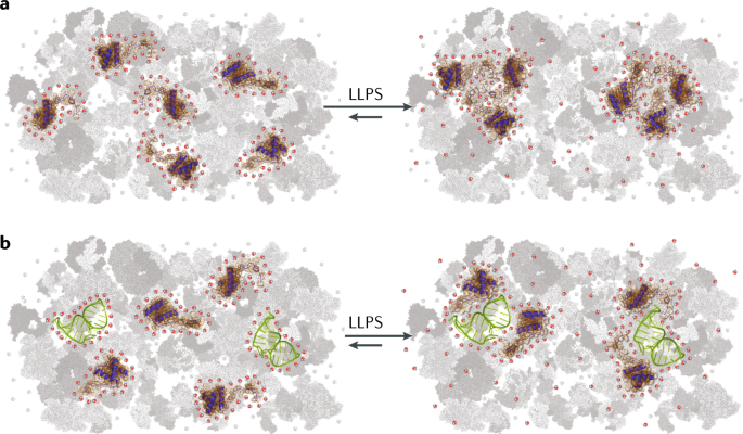 The Synergic Effect Of Water And Biomolecules In Intracellular Phase Separation Nature Reviews Chemistry