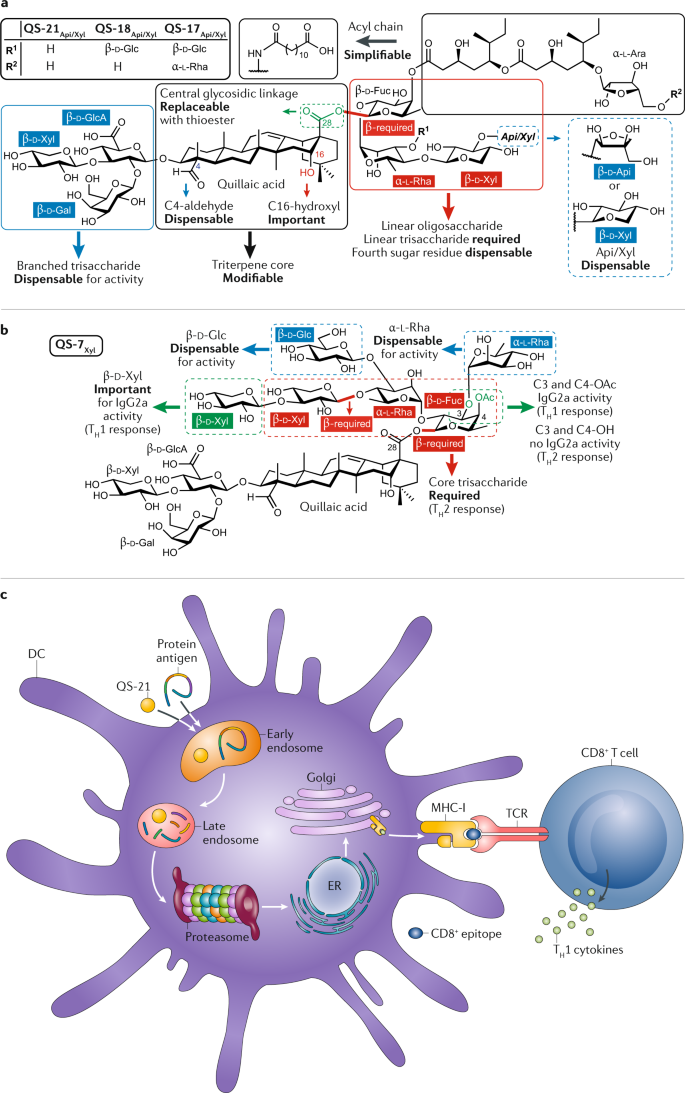 Natural And Synthetic Carbohydrate Based Vaccine Adjuvants And Their Mechanisms Of Action Nature Reviews Chemistry