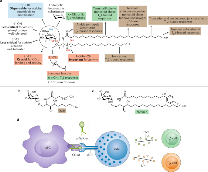 Natural And Synthetic Carbohydrate Based Vaccine Adjuvants And Their Mechanisms Of Action Nature Reviews Chemistry