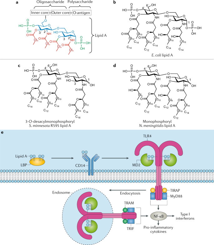 Natural And Synthetic Carbohydrate Based Vaccine Adjuvants And Their Mechanisms Of Action Nature Reviews Chemistry