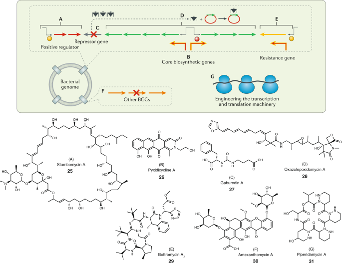 Bacteria As Genetically Programmable Producers Of Bioactive Natural Products Nature Reviews Chemistry