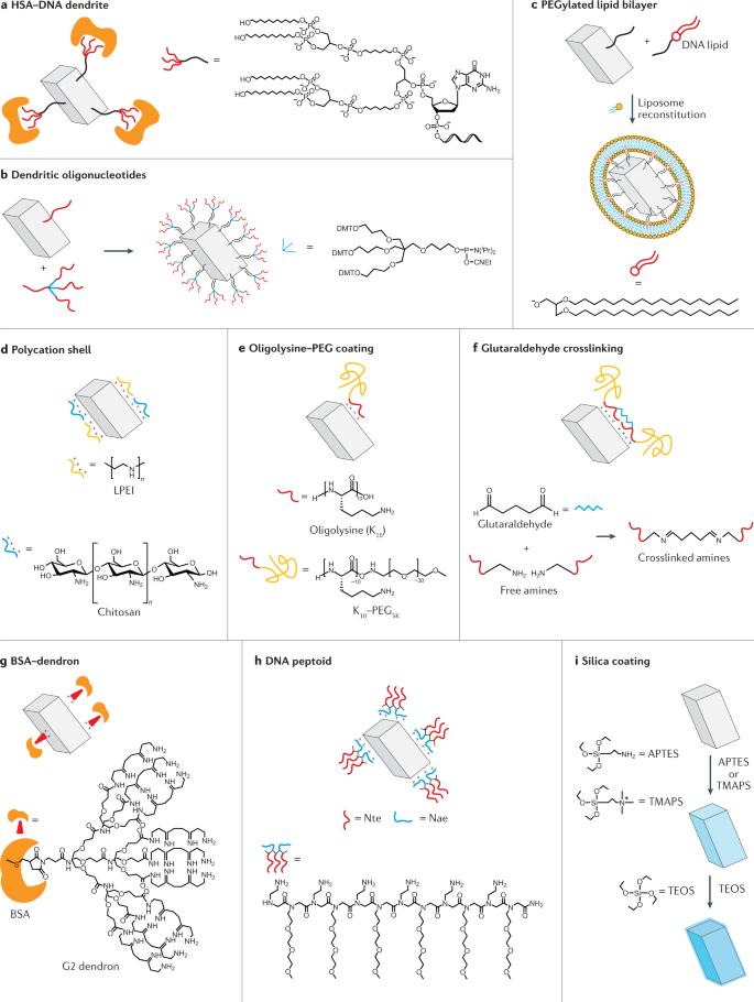 Nuclease Resistance Of Dna Nanostructures Nature Reviews Chemistry