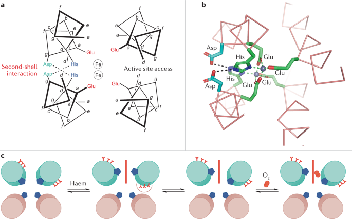 De Novo Metalloprotein Design Nature Reviews Chemistry De Novo Metalloprotein Design Nature Reviews Chemistry