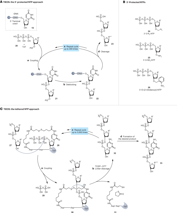 research paper about dna figure 3