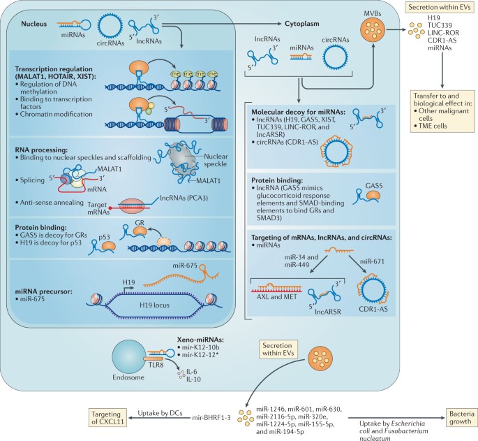 Clinical utility of circulating non-coding RNAs — an update | Nature  Reviews Clinical Oncology