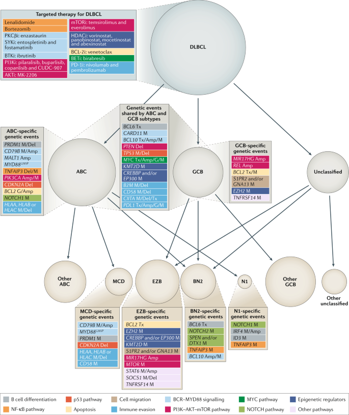 Genetic Alterations And Their Clinical Implications In Dlbcl Nature Reviews Clinical Oncology