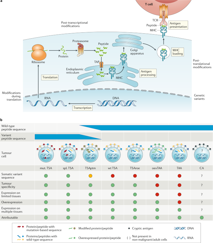 Frontiers - Tumor-Specific T Cell Activation in Malignant Brain Tumors -  Immunology