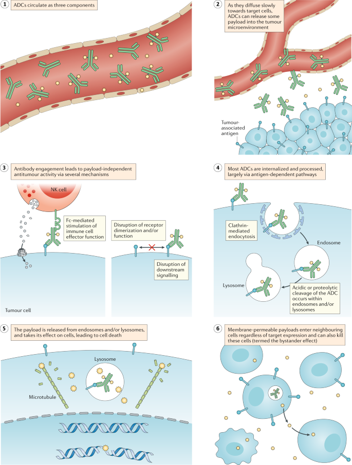 Unlocking the potential of antibody–drug conjugates for cancer therapy |  Nature Reviews Clinical Oncology