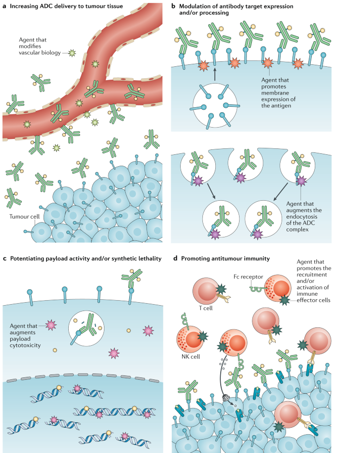 the potential of antibody–drug conjugates cancer therapy | Nature Clinical Oncology