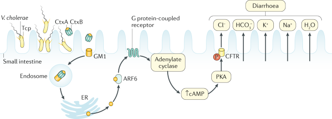 Vibrio | Nature Reviews Disease Primers