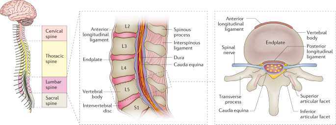 An Overview of Lower Back Pain