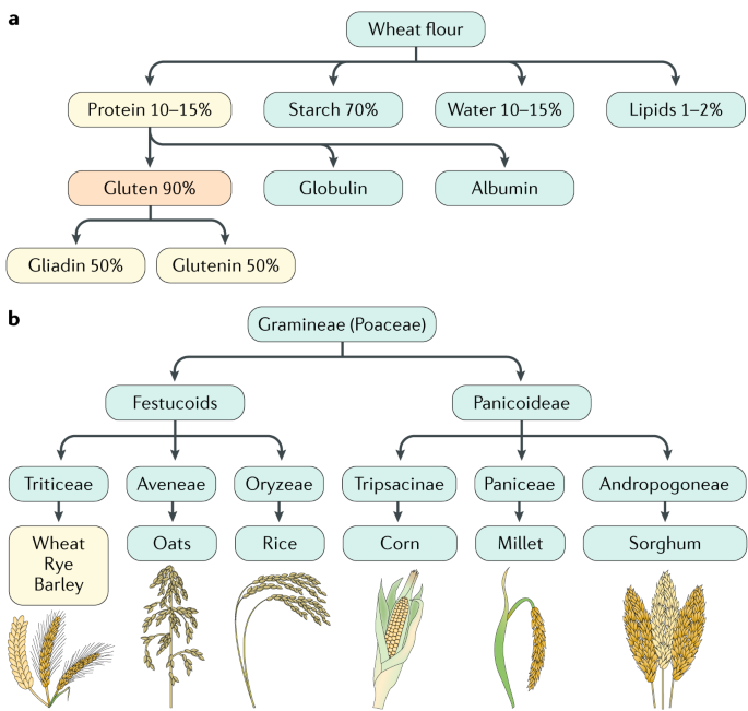 Coeliac Disease Nature Reviews Disease Primers