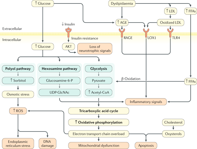 diabetic neuropathy bmj