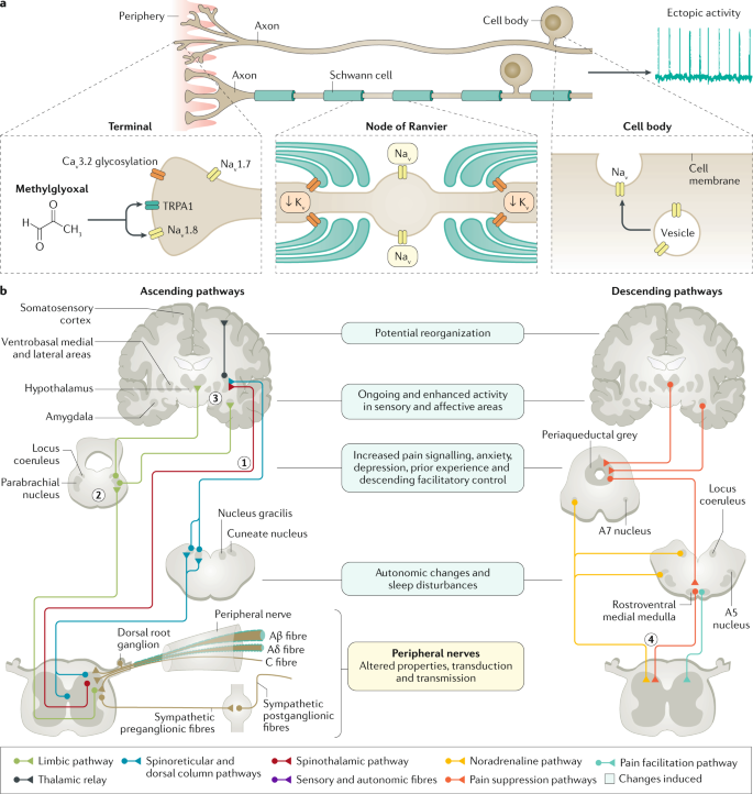 diabetic neuropathy bmj best practice)