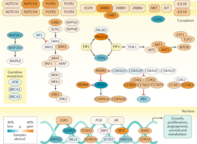 Breast cancer | Nature Reviews Primers