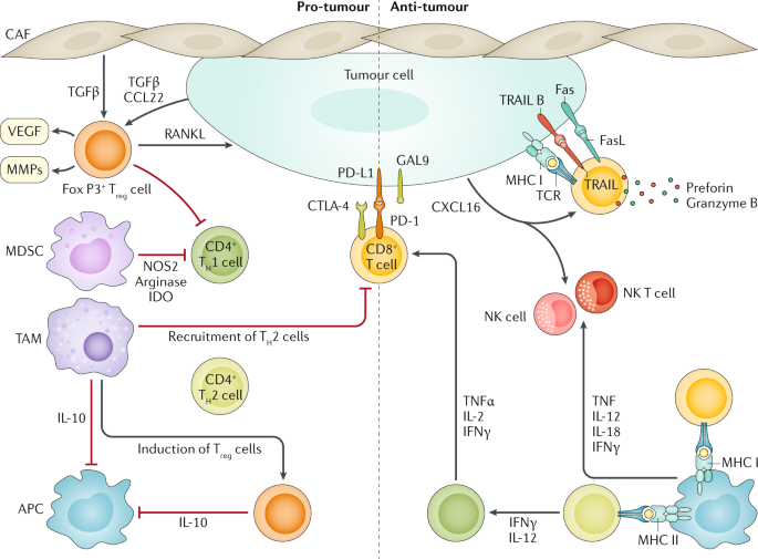 Breast cancer | Nature Reviews Primers
