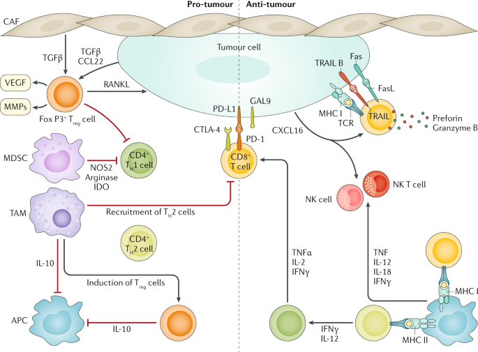 Breast Cancer Nature Reviews Disease Primers