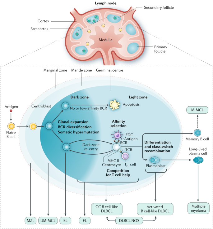 Follicular Lymphoma Nature Reviews Disease Primers