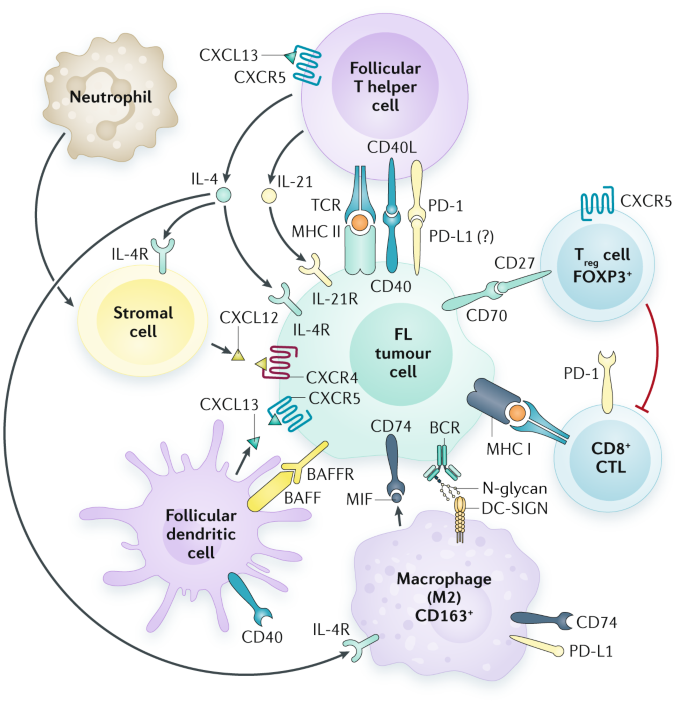 Follicular Lymphoma Nature Reviews Disease Primers