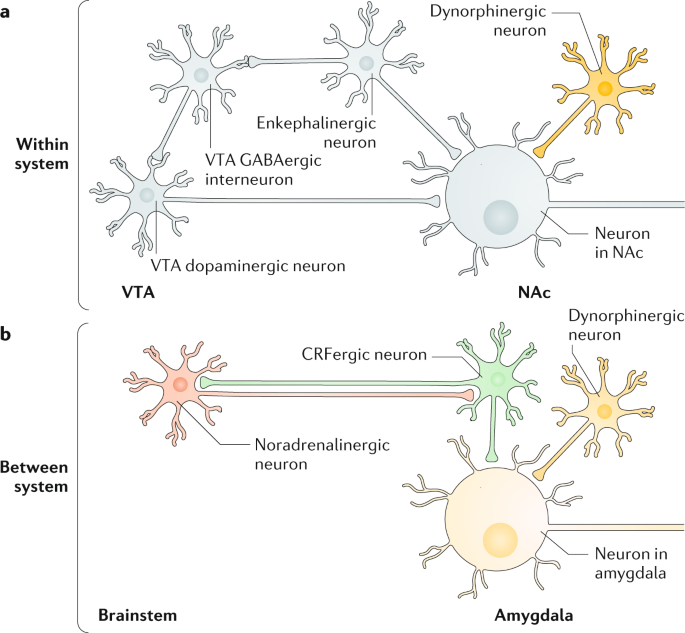 Opioid Use Disorder Nature Reviews Disease Primers