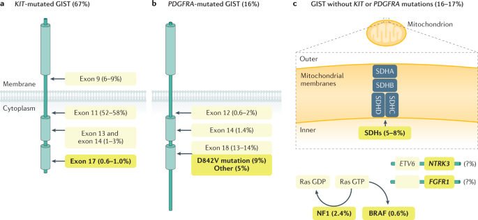 Gastrointestinal Stromal Tumours Nature Reviews Disease Primers