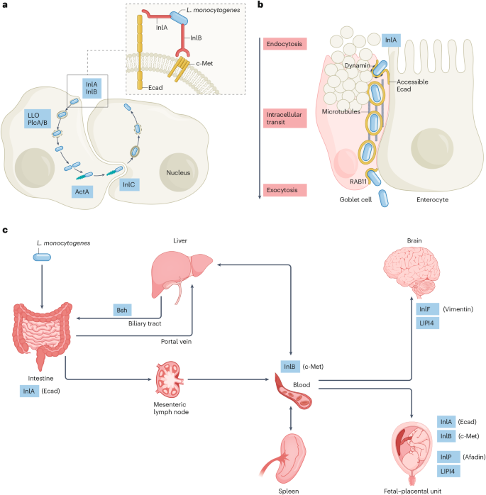 glutathione not present in listeroa Listeriosis