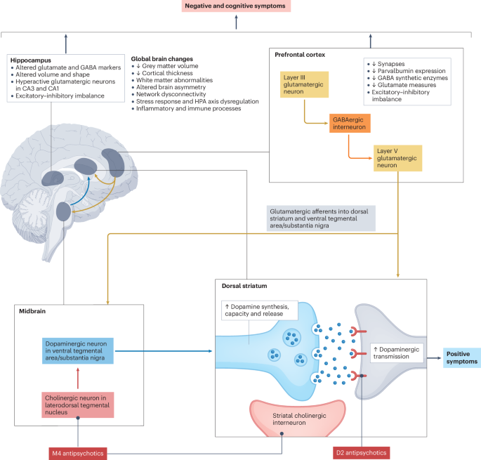 glutathione synthetase deficiency schizophrenia PDF) and Glutathione: A Challenging Story Schizophrenia | Nature Reviews Disease