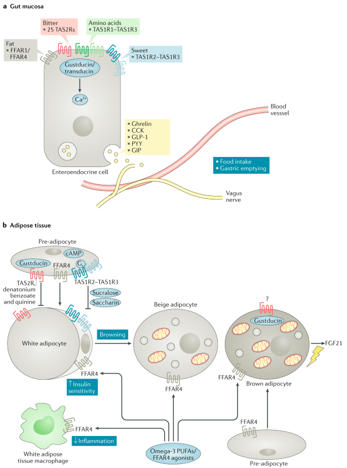 Role of ectopic olfactory receptors in glucose and lipid