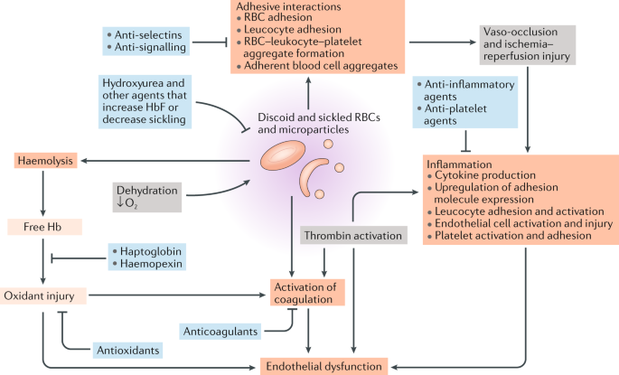 sickle cell anemia research paper outline