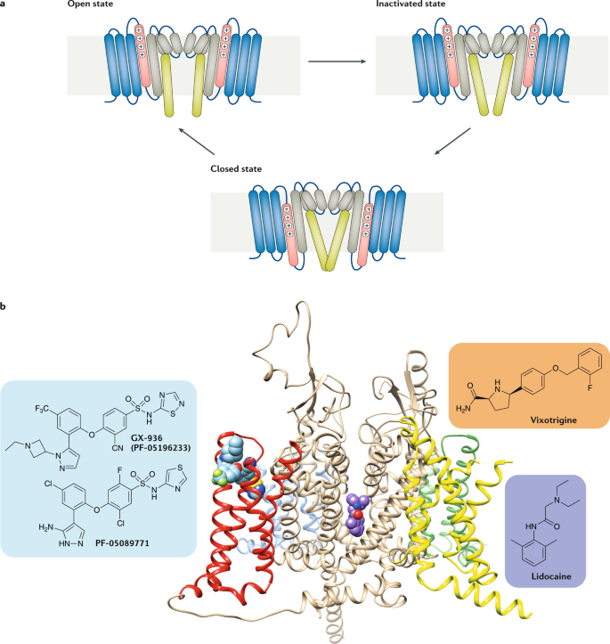 voltage gated ion channels animation