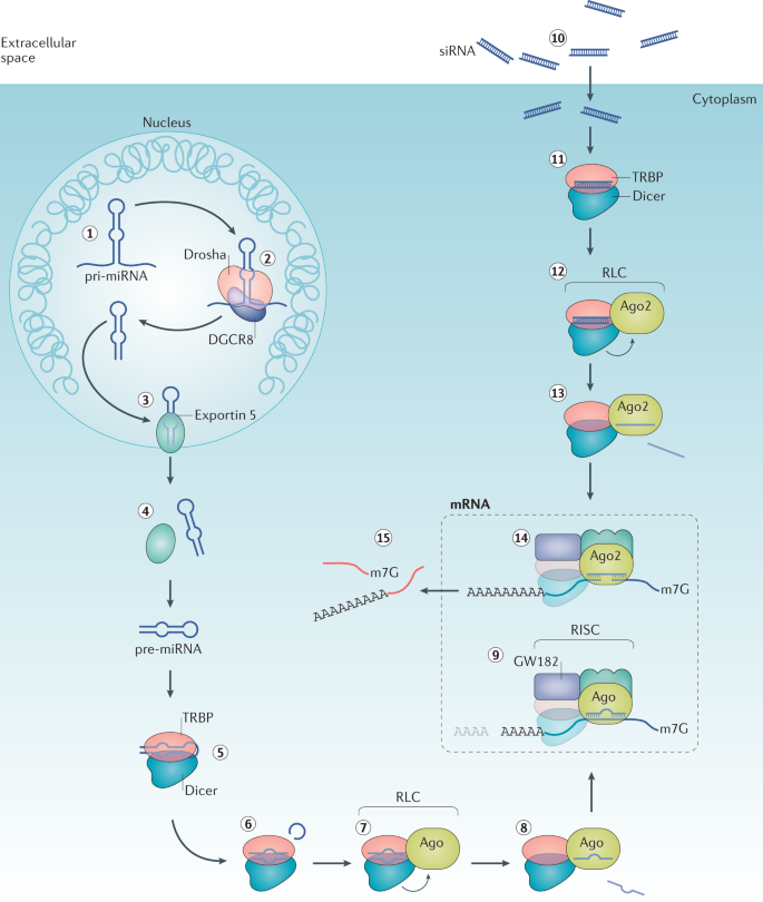 rnai based therapeutics