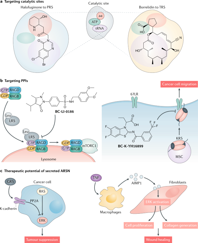 vars glutathione reviews Aminoacyl-tRNA synthetases as therapeutic targets