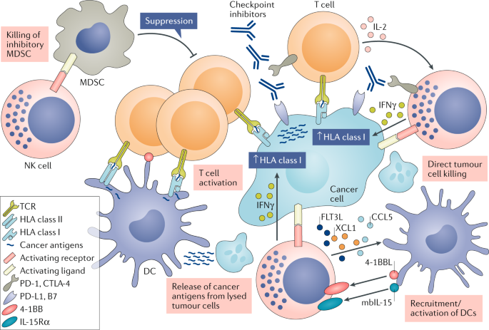 Nk Cells For Cancer Immunotherapy Nature Reviews Drug Discovery