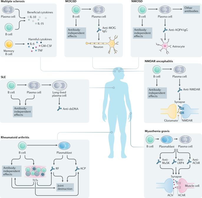 b cell depletion therapies in