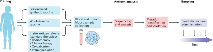 Antitumour Dendritic Cell Vaccination In A Priming And Boosting Approach Nature Reviews Drug Discovery
