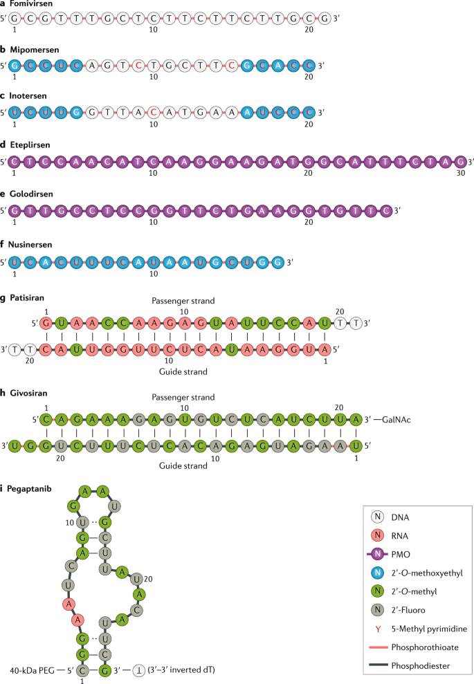 Advances in oligonucleotide drug delivery | Nature Reviews Drug Discovery