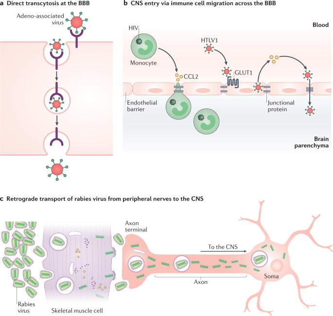 Strategies For Delivering Therapeutics Across The Blood Brain Barrier Nature Reviews Drug Discovery Strategies For Delivering Therapeutics Across The Blood Brain Barrier Nature Reviews Drug Discovery