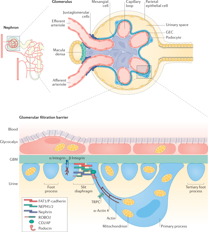 The Glomerular Filtration Barrier A, Basement Membrane Defects In Genetic Kidney Diseases