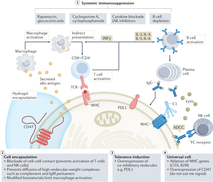 Engineering the next generation of cell-based therapeutics | Nature Reviews  Drug Discovery