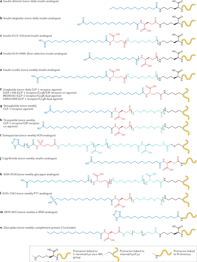 Derivatization with fatty acids in peptide and protein drug discovery