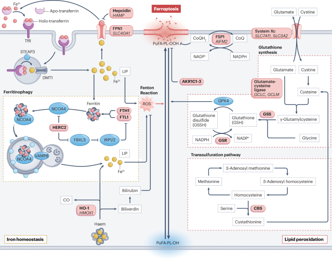 nrf2 glutathione synthesis Taking Glutathione Supplement? Here's What To Avoid – Cellular Prime