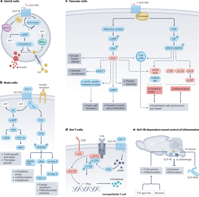 glp 1 inhibitor diabetes GLP-1-based therapies for diabetes, obesity and beyond